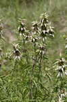 Spotted beebalm